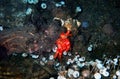 Red hermit anemone caring crab Dardanus Arrosor